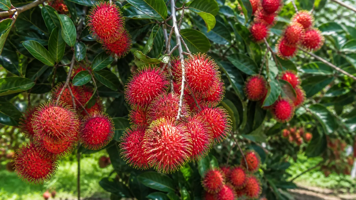 Rambutan